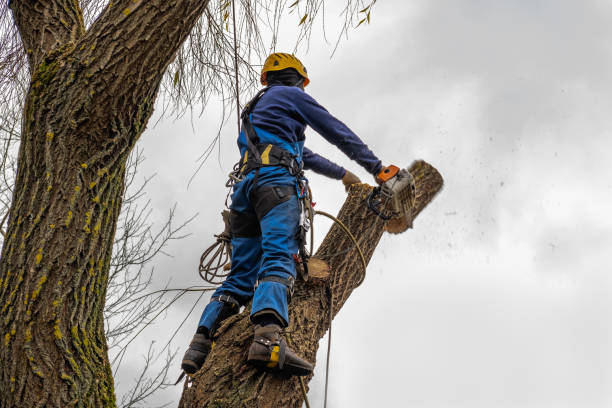 Best Storm Damage Tree Cleanup  in West Carthage, NY